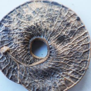 Photographie n°2345035 du taxon Medicago arborea L. [1753]