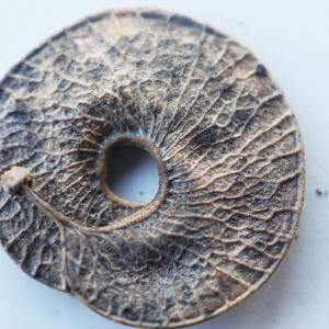 Photographie n°2345036 du taxon Medicago arborea L. [1753]