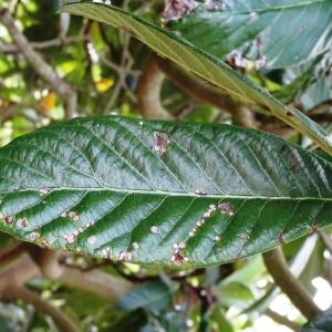 Photographie n°2345064 du taxon Eriobotrya japonica (Thunb.) Lindl. [1821]