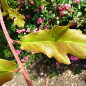 Photographie n°2345084 du taxon Quercus pubescens subsp. pubescens 