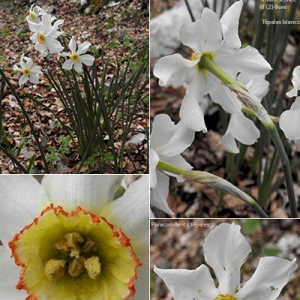 Photographie n°2345138 du taxon Narcissus poeticus L. [1753]