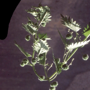 Photographie n°2345142 du taxon Urtica pilulifera L. [1753]