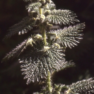 Photographie n°2345152 du taxon Urtica pilulifera L. [1753]