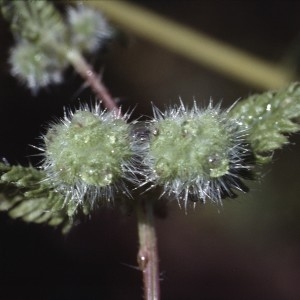 Photographie n°2345154 du taxon Urtica pilulifera L. [1753]