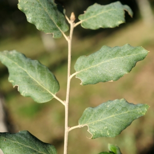 Photographie n°2345189 du taxon Quercus suber L. [1753]