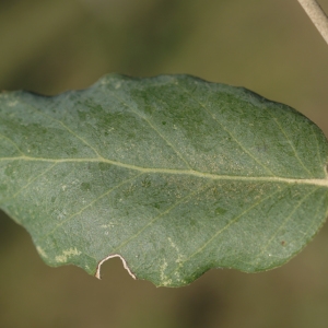 Photographie n°2345192 du taxon Quercus suber L. [1753]