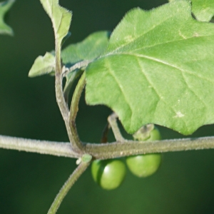 Photographie n°2345230 du taxon Solanum villosum Mill. [1768]