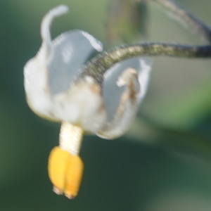 Photographie n°2345231 du taxon Solanum villosum Mill. [1768]