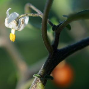 Photographie n°2345232 du taxon Solanum villosum Mill. [1768]