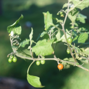 Photographie n°2345234 du taxon Solanum villosum Mill. [1768]