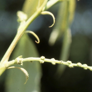 Photographie n°2345239 du taxon Castanea sativa Mill. [1768]