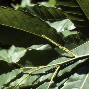 Photographie n°2345240 du taxon Castanea sativa Mill. [1768]