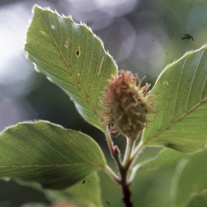 Photographie n°2345251 du taxon Fagus sylvatica L. [1753]