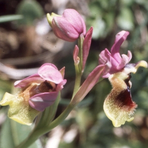  - Ophrys tenthredinifera Willd. [1805]