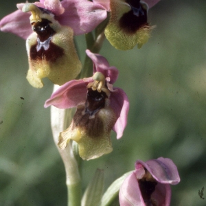  - Ophrys tenthredinifera Willd. [1805]