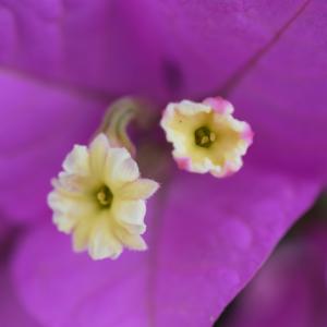 Photographie n°2345258 du taxon Bougainvillea glabra Choisy [1849]