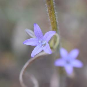 Photographie n°2345261 du taxon Campanula rapunculus L. [1753]