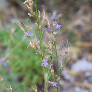 Photographie n°2345263 du taxon Campanula rapunculus L. [1753]