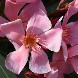 Photographie n°2345277 du taxon Nerium oleander L. [1753]