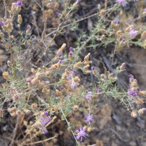 Photographie n°2345279 du taxon Centaurea paniculata L. [1753]