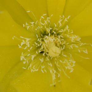 Photographie n°2345291 du taxon Opuntia ficus-indica (L.) Mill. [1768]