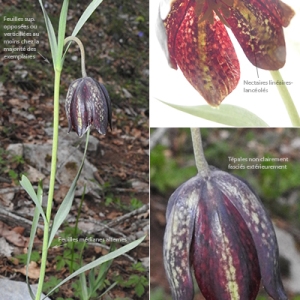 Photographie n°2345447 du taxon Fritillaria montana Hoppe [1832]