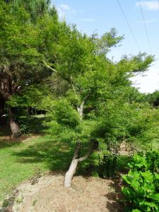 Alain Bigou, le  9 juin 2019 (Escatalens (Jardins de Laroque))