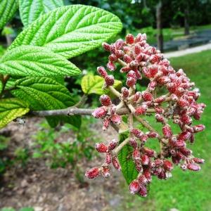 Photographie n°2345481 du taxon Viburnum rhytidophyllum Hemsl. [1888]