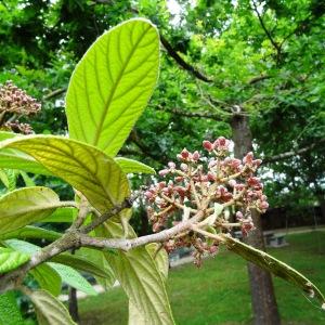 Photographie n°2345482 du taxon Viburnum rhytidophyllum Hemsl. [1888]