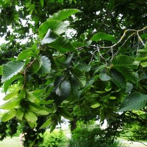 Photographie n°2345486 du taxon Carpinus betulus L.