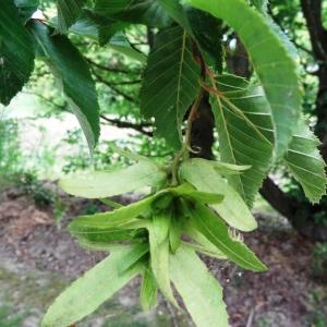 Photographie n°2345487 du taxon Carpinus betulus L.