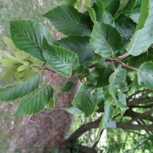 Photographie n°2345488 du taxon Carpinus betulus L.