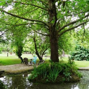 Photographie n°2345498 du taxon Platanus orientalis L. [1753]