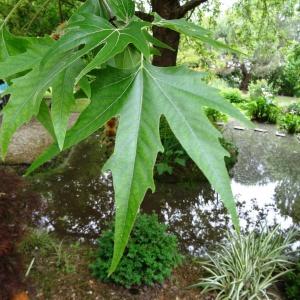 Photographie n°2345500 du taxon Platanus orientalis L. [1753]