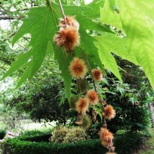 Photographie n°2345501 du taxon Platanus orientalis L. [1753]