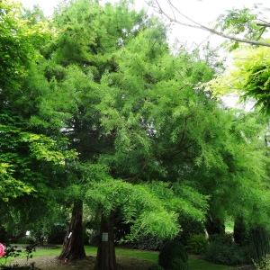 Photographie n°2345507 du taxon Taxodium distichum (L.) Rich. [1810]