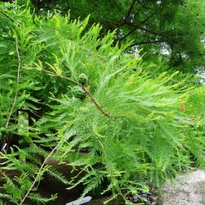 Photographie n°2345508 du taxon Taxodium distichum (L.) Rich. [1810]