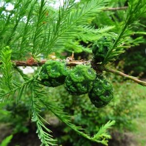 Photographie n°2345509 du taxon Taxodium distichum (L.) Rich. [1810]