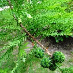 Photographie n°2345510 du taxon Taxodium distichum (L.) Rich. [1810]