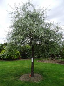 Alain Bigou, le  9 juin 2019 (Escatalens (Jardins de Laroque))