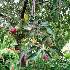 Photographie n°2345725 du taxon Malus domestica Borkh. [1803]