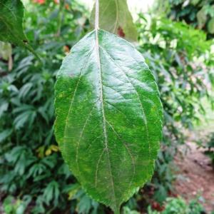 Photographie n°2345727 du taxon Malus domestica Borkh. [1803]