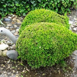 Photographie n°2345802 du taxon Buxus sempervirens L.