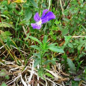  - Viola tricolor subsp. tricolor 