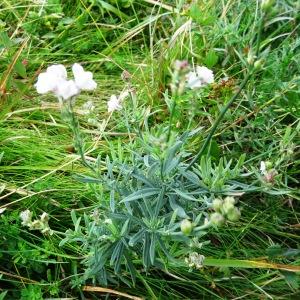 Photographie n°2345866 du taxon Linaria repens var. repens 