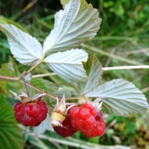 Photographie n°2345874 du taxon Rubus idaeus subsp. idaeus 