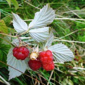  - Rubus idaeus subsp. idaeus 