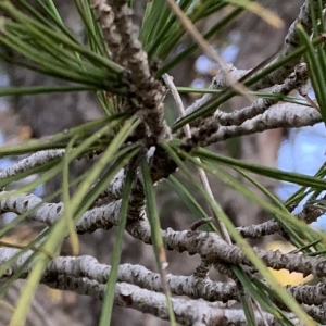 Photographie n°2345908 du taxon Pinus halepensis Mill. [1768]