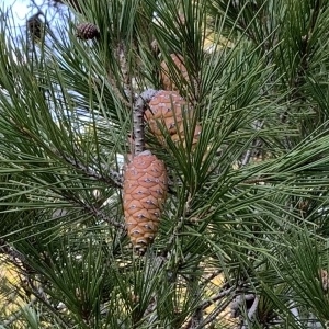 Photographie n°2345912 du taxon Pinus halepensis Mill. [1768]