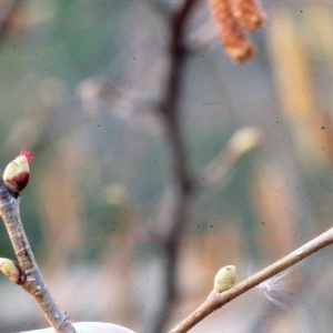 Photographie n°2345915 du taxon Corylus avellana L.